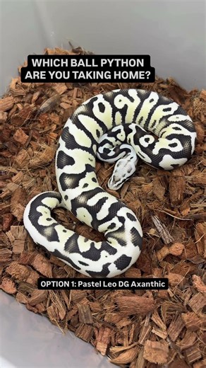 Which Ball Python are you taking home🫶🐍😍