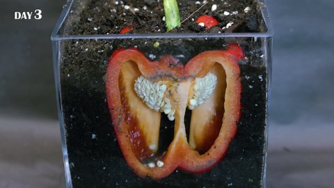 Bell pepper slice under soil time lapse (100 days)