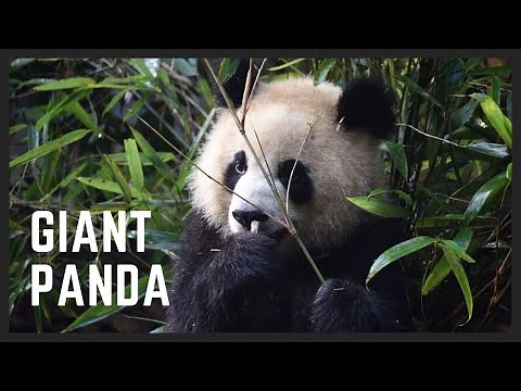 What does giant panda sound like? Panda noise in the bamboo forest!