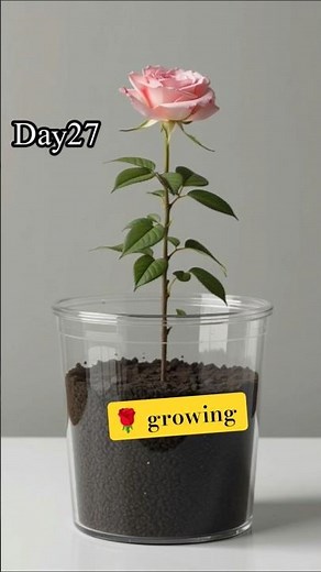 “Rose Plant Growth Timelapse 🌹 | Seed to Beautiful Red Rose Bloom | Amazing Flowering Timelapse”