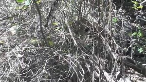 46 reactions · 22 shares | This beautiful wild female spectacled bear from northern Peru, is curious and cautious. You can see that she can smell the SBC team, but does not know exactly where we are. | Spectacled Bear Conservation Society Peru | Facebook