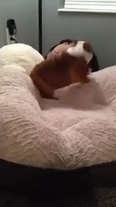 7.4K views · 783 reactions | Find some joy in your life today! Chunk, a 4-month-old English Bulldog puppy, just got himself a brand new Memory Foam bed! Watch how the adorable little guy reacts after stepping into it for the first time. | Spot Magazine | Facebook