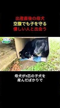 子犬たちと放浪する母犬を救助 #犬 #保護犬 #感動ストーリー #犬の親子 #動物レスキュー