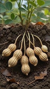 Life Cycle of a Groundnut (Peanut): From Underground Seed to Harvest | 4K Time-Lapse