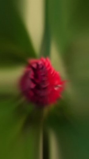 🙏🙏Louie Schwartzberg @movingartchannel 🌀 "Louie Schwartzberg is a renowned American director, producer, and cinematographer, celebrated for his breathtaking time-lapse cinematography. With a career spanning over three decades, Schwartzberg has worked on numerous films, including the 2019 film Fantastic Fungi and the 2014 Netflix series Moving Art. His recent project, Gratitude Revealed, a documentary 40 years in the making, explores the power of gratitude in reconnecting us to ourselves, each