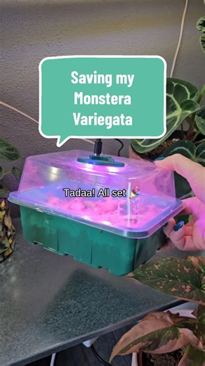 Monstera Plant Propagation Tips and Care Guide