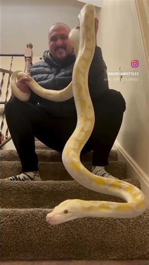 Lavender Albino Reticulated Python