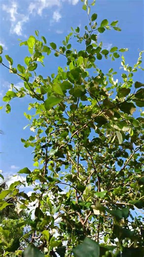 The apple tree is flowering with lots of fruit. #viral #food #buahbuahansegar #fruit #art #nature