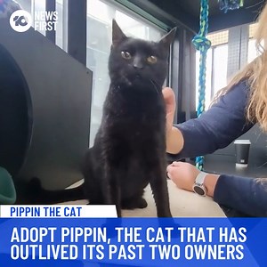 3.8K views · 103 reactions | Pippin the (almost) 100 year old cat (in cat years) is searching for a home once again after outliving her past two owners. She is 20 years and six months old in human years, so certainly knows her way around a ball of yarn. RSPCA SA hope that her next home will be the one where she can live out her final days in comfort and care. Could you be the one for Pippin? | 10 News Adelaide | Facebook