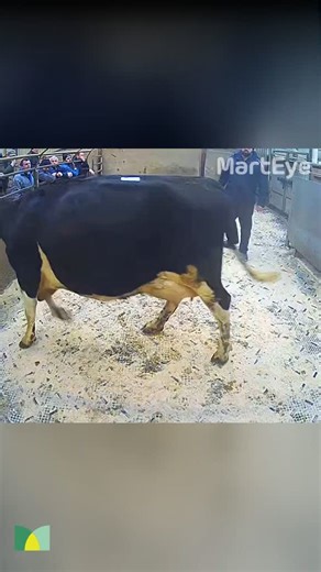 Farmer's Market Highlights: Live Bidding Excitement