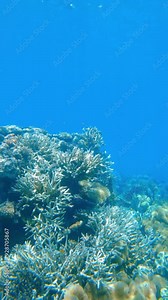 A beautiful blue ocean with a large rock in the middle. The rock is surrounded by a variety of colorful plants and coral, creating a vibrant and lively underwater scene. The blue color of the water