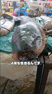 A fish that can live without water for 4 years!? The secret to its survival for 400 million years 😱