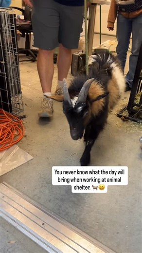 Meet Kendrick Lamar. 🐐✨ You truly never know what the day will bring when working at an open admission animal shelter! Brought in overnight by animal control, Kendrick Lamar the goat is our latest reminder that no two days here are ever the same. 🙃 From dogs and cats to the most unexpected arrivals (think pigs, roosters, and the like), our team is always ready for anything that comes through our doors. Kendrick Lamar is safe, cared for, and keeping us smiling while he hangs out with us on stra