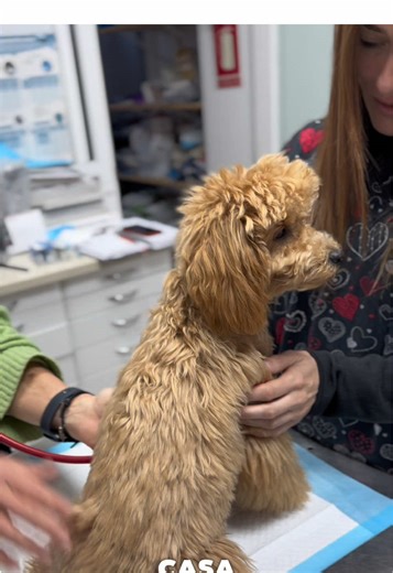 Ir al veterinario, no está tan mal🐾🫶🏻 @veterinaria_altafulla #milka #humor #babymilka #puppypoodle #caniche