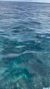 #travelaus #dogs #girlsfishing #greatbarrierreef . . . . . . #fnq #travel #girlsfishingoftiktok #wakeboading #farnorthqueensland #crayfish #oceanvibes #fyp | Larissa Rogers