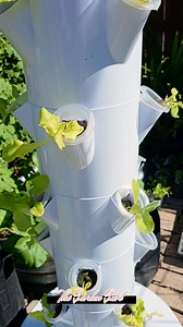 Growing lettuce in a hydroponic tower! 🥬💧 #gardening #hydroponics #lettuce #tower #fblifestyle | Leny T Bardwell