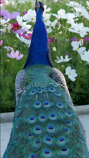 Wild Peacocks Village in Cotswolds England Countryside