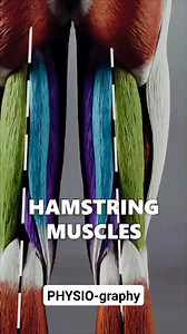 275K views · 4.9K reactions | Hamstring Muscle Anatomy | PHYSIO-graphy | Facebook