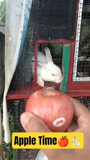 Bunny Loves Crunchy Apple 🍎🐇 #bunny #rabbit #