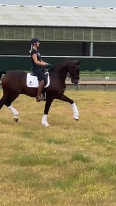 12K views · 150 reactions | PSG 16.1hh 13yo bay gelding Sandro Hit x...