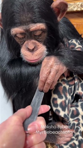 Baby chimpanzee nails needed an extra file?
