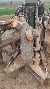 Powerful tree stump removing machine | Julia Simoura