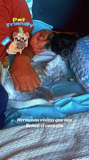 Spa 100% Pet friendly @SoyCrisDeChile