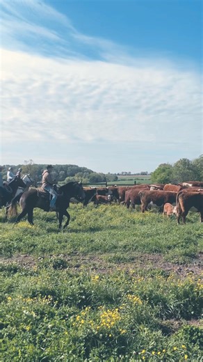 3.2K views · 95 reactions | Had a great time working cattle at Davidson Ranch today! #cowboys #daywork | Rockin' B Ranch | Facebook