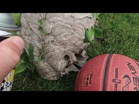Dr.Doom Jet Foam Wasp & Hornet Killer