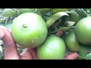 Orlando Tangelo Tree Overload: A Citrus Bounty from My Garden!