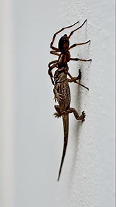 "Spider Captures a Lizard – Shocking Real-Life Predator Moment! Is unbelievable wildlife scene mein spider ne apni speed aur deadly grip ka istamal karte hue lizard ko qaboo kar liya. Har second mein lizard ki struggle aur spider ki control ki intensity clearly nazar aati hai, jisse yeh rare nature moment aur zyada thrilling aur shocking ban jata hai. AI generated description. #SpiderLizard #WildlifeAttack #NatureFight #PredatorScene" | Insect Planet