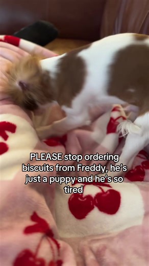 A Day in the Life of a Tired Puppy