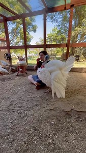 “Male turkeys “dance” near people for two main reasons: courtship displays and dominance behavior. This is especially common when turkeys have become habituated to humans and no longer perceive them as a threat” 🥰 | Sunshine Stables