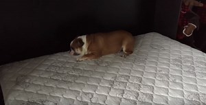 This English Bulldog Puppy Is Loving The New Bed!