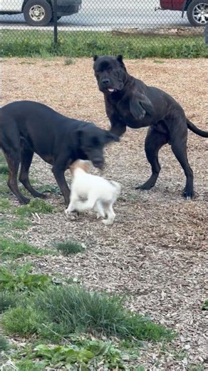 Gentle Giant Meets Parson Russell Terrier 🐶💛 | Beautiful Dog Friendship