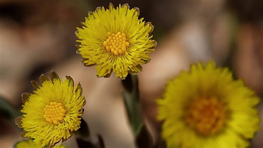 Sunny skies and blooms abound | PhotoLink Library