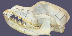 Archaeologists find mysterious, 4,000-year-old dog sacrifices in Russia