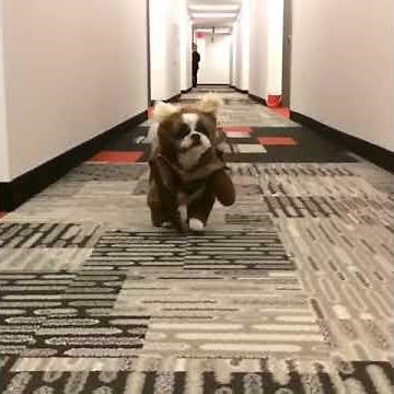 Cute shih tzu puppy in ewok costume. Star Wars.