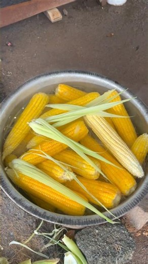 “Fresh Sweet Corn Harvest 🌽 | Nature’s Golden Bounty”