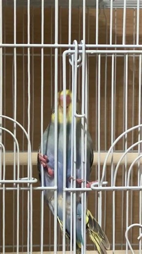 스파이더 사랑앵무 앵두 요원 — 이번에도 미션 파서블!