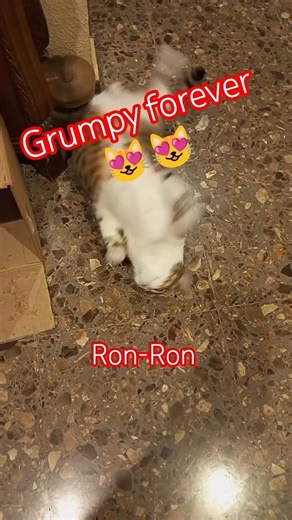 Who wants to adopt this grumpy cat? 😻😻