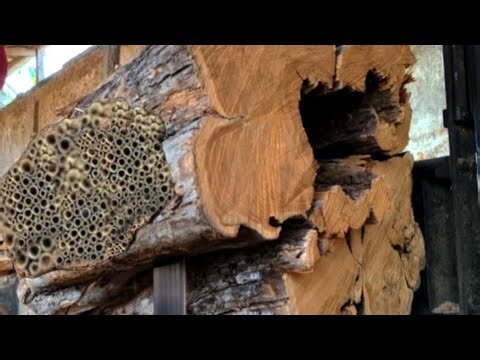 The sighting of terrifying Wood monster! fierce battle ensues at sawmill