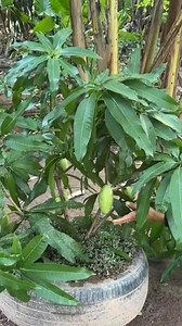 New technique of growing mango plant #reels #instagram | The Planto Facts