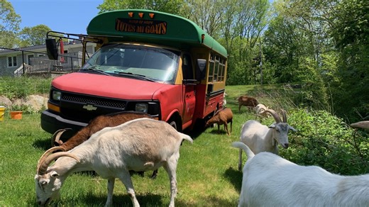 'They're the best people I've ever met': Goatscaper works, lives on a bus with goats