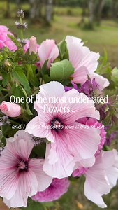 Not your typical cut flower! One to remember when you’re planning next year’s garden 🌱 Lavatera is an annual that I grew this year to see how it would work as a cut flower — and I’m really glad I tried it! The color is soft, the details are beautiful up close, and it plays well with a lot of other flowers. I haven’t used it for weddings, but I can easily imagine it there because of that softness and movement 🤍. Each stem has multiple buds that open over time, so you get a longer vase life , an