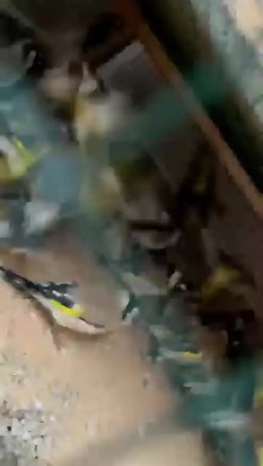 الله يهني صاحب النصيب | فري طرطوس