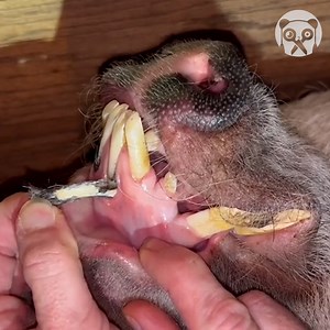 Satisfying process of tusk trimming Partner: emilythetrimmer IG: https://www.instagram.com/emily_the_trimmer/ FB: https://www.facebook.com/emilythetrimmer TT: https://www.tiktok.com/@emilythetrimmer | Bored Panda Animals