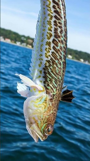 Que faire face à une piqûre de vive ? #Short