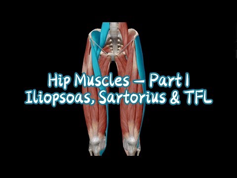 Hip Muscles (Part 1): Iliopsoas, Sartorius, and TFL