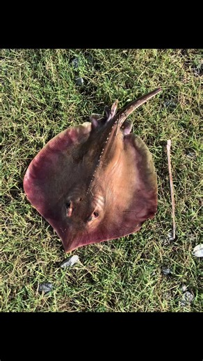 Catching Stingrays in Cameron, Louisiana